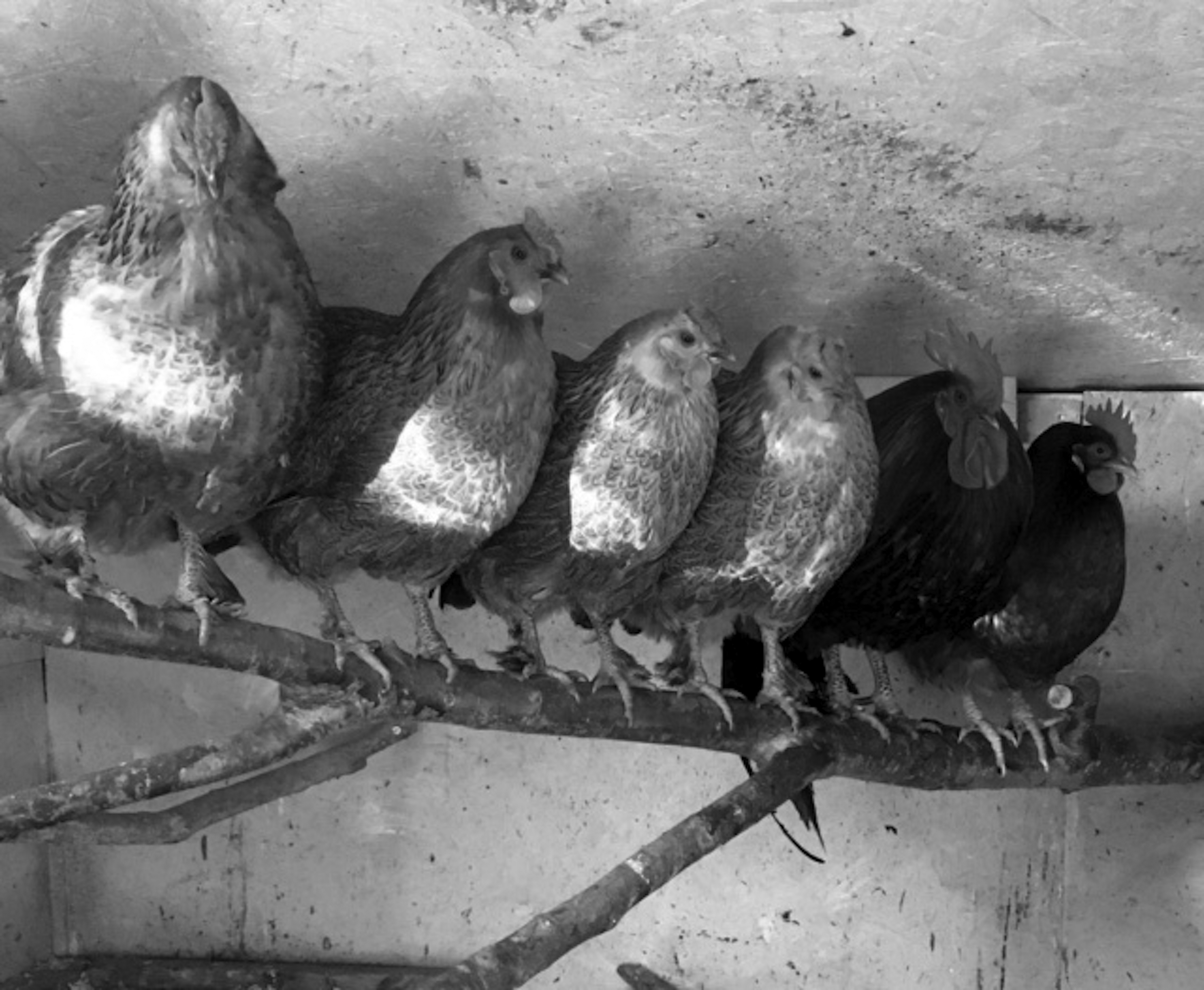 h%C3%B6norUllaInne h%C3%B6norUllaInne